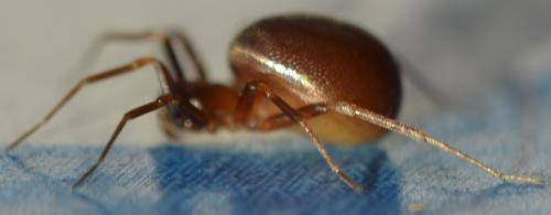 Zodarion italicum